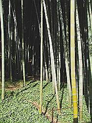 Kamakura - Hokokuji tempel; bamboetuin