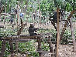 Dieren opvangcentrum in Limbe