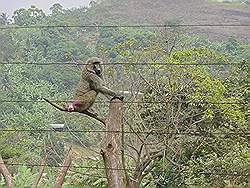 Dieren opvangcentrum in Limbe