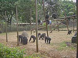 Dieren opvangcentrum in Limbe