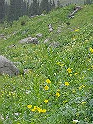 Bergwandeling - mooie bloemen (voorjaar)