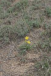 Charyn Canyon - onderweg; wilde tulp