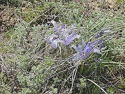 Almaty - allerlei soorten bloemen in de steppe