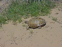 Almaty - een steppeschildpad