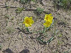 Almaty - de steppe; wilde tulpen