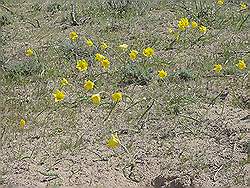 Almaty - de steppe; wilde tulpen