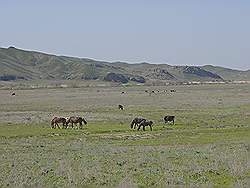 Almaty - het rivierdal; kudde paarden