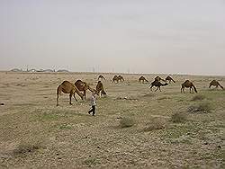 De weg naar Irak - kudde kamelen langs de weg