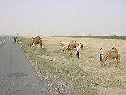 De weg naar Irak - kudde kamelen langs de weg