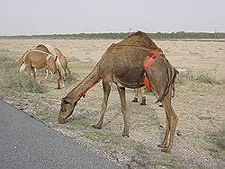 De weg naar Irak - kudde kamelen langs de weg