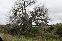 Zuidelijk Louisiana