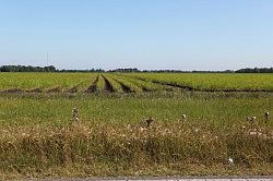 Zuidelijk Louisiana