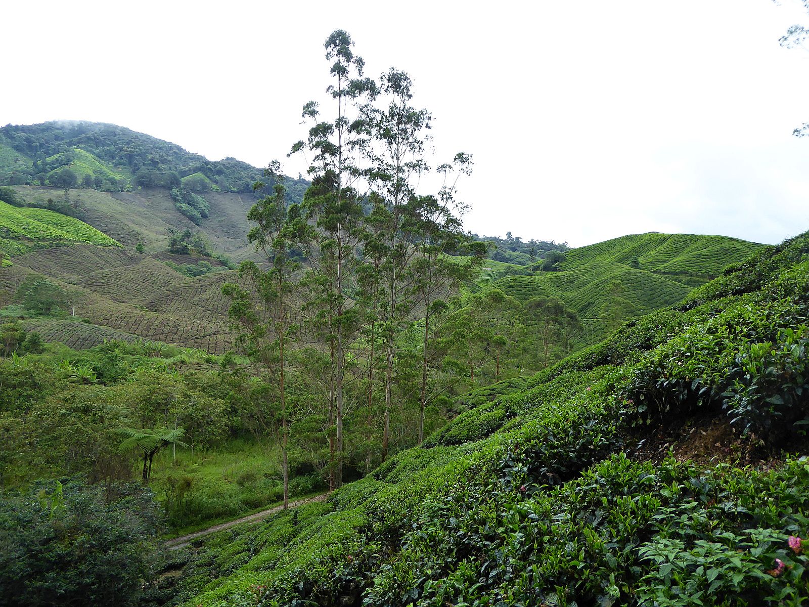 Maleisië - Cameron Highlands