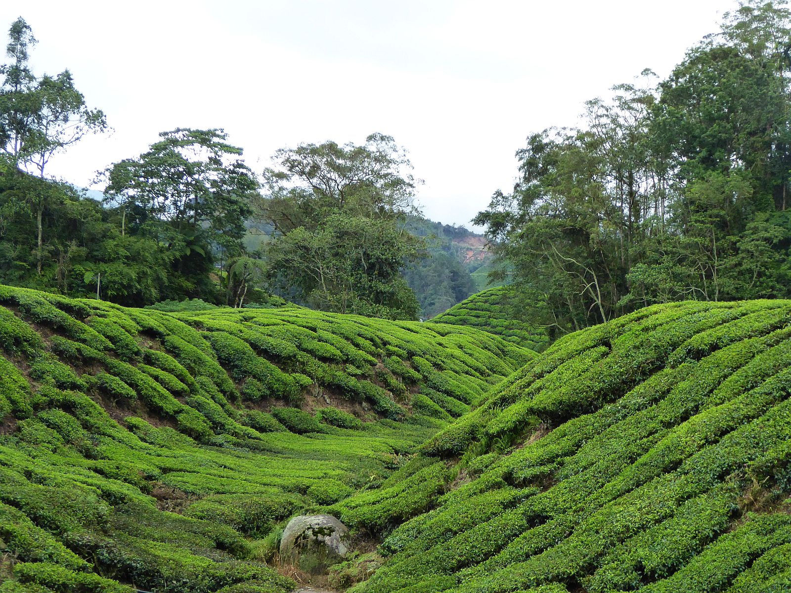 Maleisië - Cameron Highlands