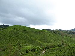 Cameron Highlands