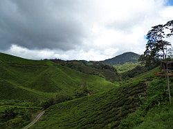 Cameron Highlands