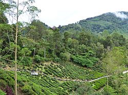 Cameron Highlands