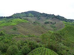 Cameron Highlands