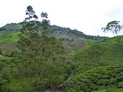 Cameron Highlands