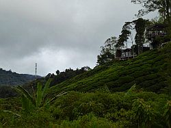 Cameron Highlands