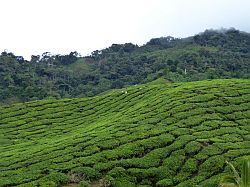 Cameron Highlands