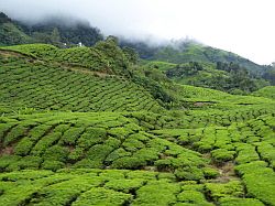 Cameron Highlands