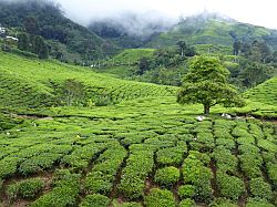 Cameron Highlands