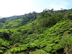 Cameron Highlands