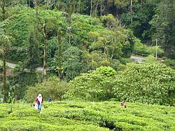 Cameron Highlands