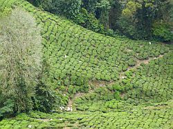 Cameron Highlands