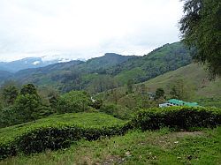 Cameron Highlands