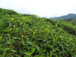 Cameron Highlands