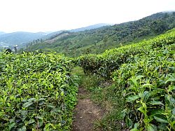 Cameron Highlands