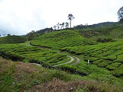 Cameron Highlands