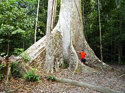 Taman Negara