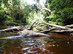 Taman Negara