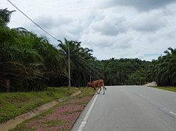 Taman Negara