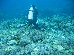 Anilao - Eagle Point beach resort - duiken