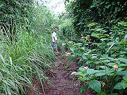 Mount Arayat