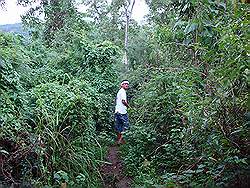 Mount Arayat