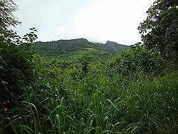 Mount Arayat