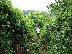 Mount Arayat