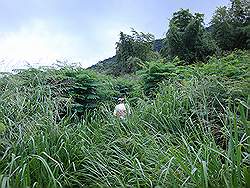 Mount Arayat