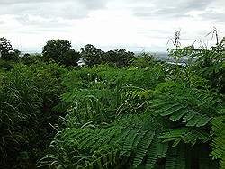 Mount Arayat