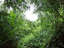 Mount Arayat