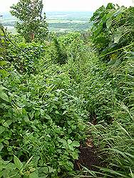 Mount Arayat