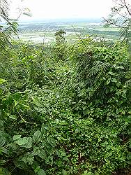 Mount Arayat