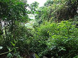 Mount Arayat