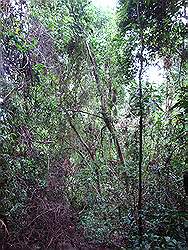 Mount Arayat