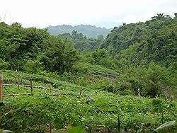 Biak na Bato